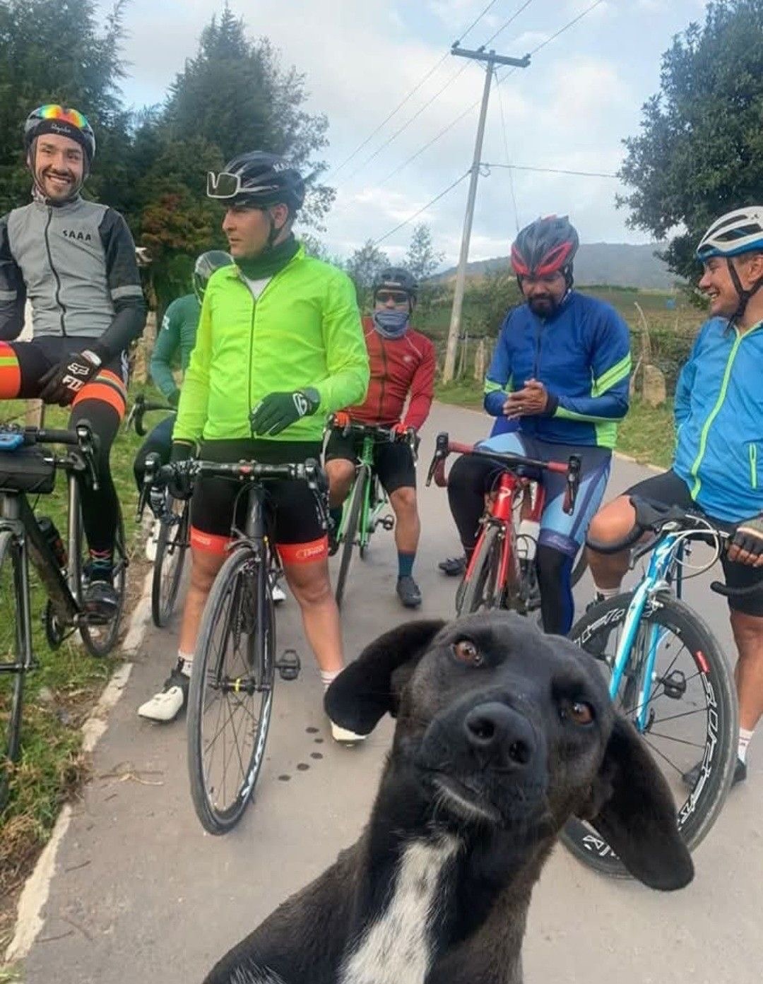 Surprise Doggo Cameo