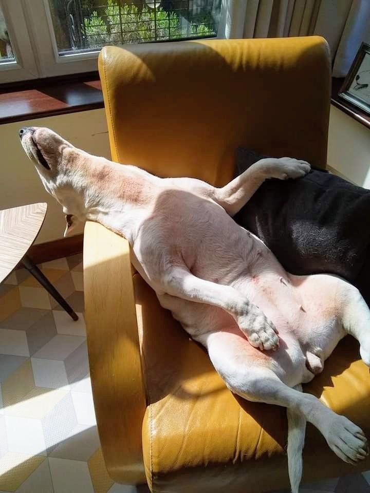 Sofa Slumber: Dog’s Human Impersonation Act