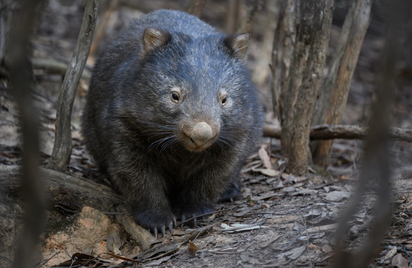 Wombats Literally Build With Their...