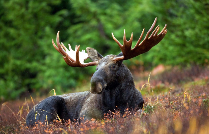 Moose Don’t Just Roam, They Dive Like Sea Ninjas