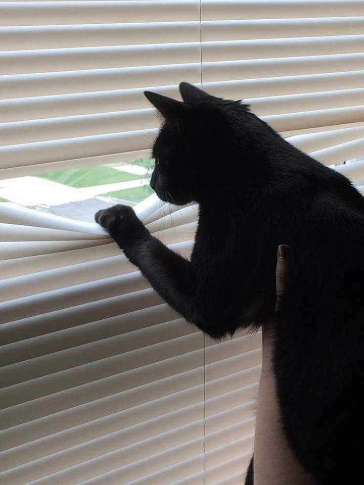 Spy Cat: $10 Million, One Mission, and One Speeding Car