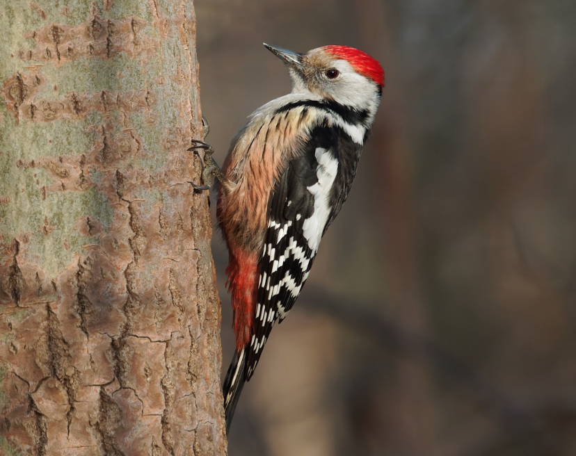 This Bird’s Brain Has Built-In Bubble Wrap