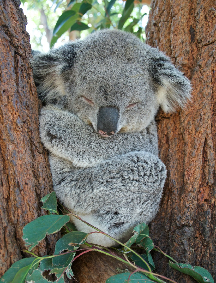 You've Might've Been Confused With A Koala