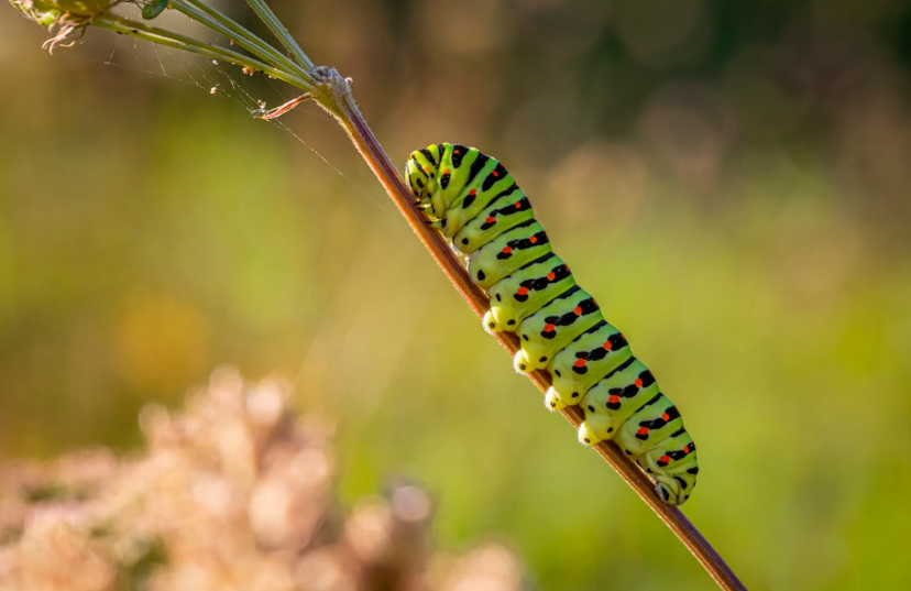 They Straight Up Melt