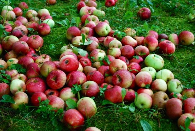 The OG Apple Pie MVP