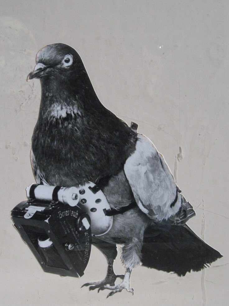 Pigeon Camera