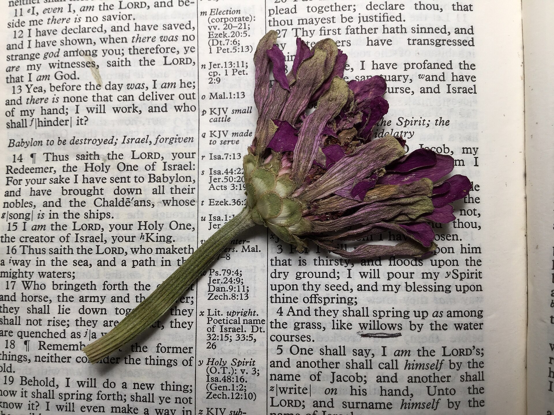 Exotic plant collecting