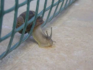When you forget you're a snail.