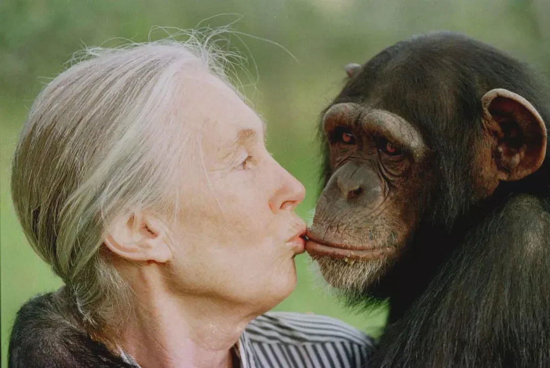 Jane Goodall showing us a cute moment of trust.