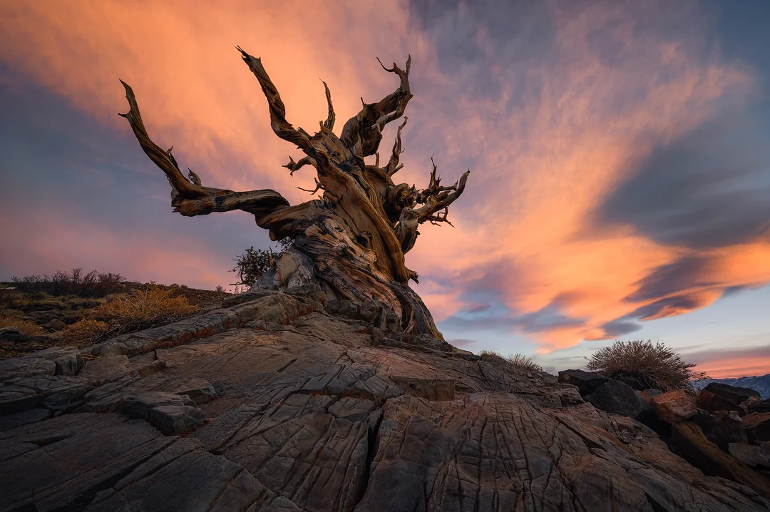 An ancient tree against the glowing sky.