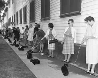Hollywood cat auditions, 1961