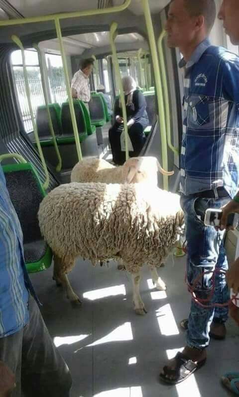 Ewe Missed the Exit Again?