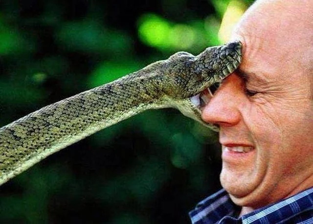 Just a little snake kiss.
