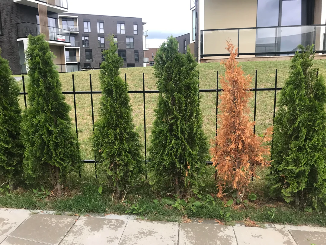 One of these is not like the others.