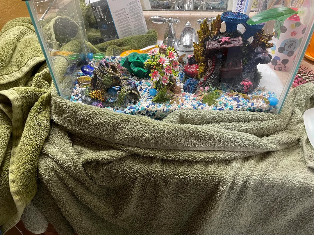 Nemo is once again, lost.