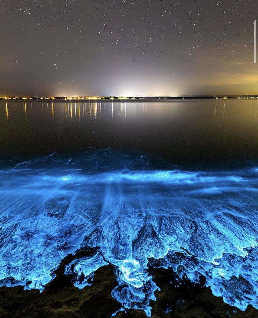 Bioluminescent algae