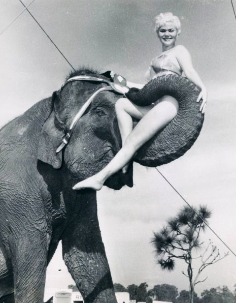 This Elephant Is Literally Sweeping Her Off Her Feet