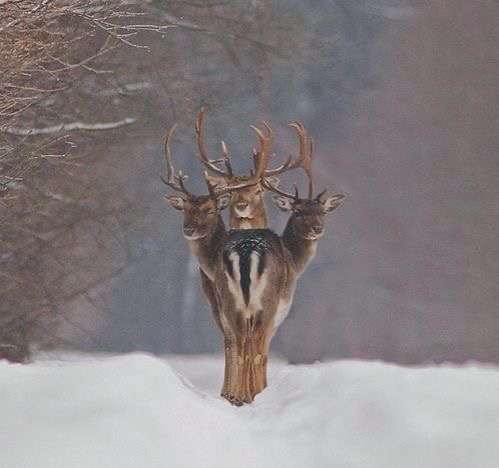 Reindeer Cerberus Has Entered The Chat