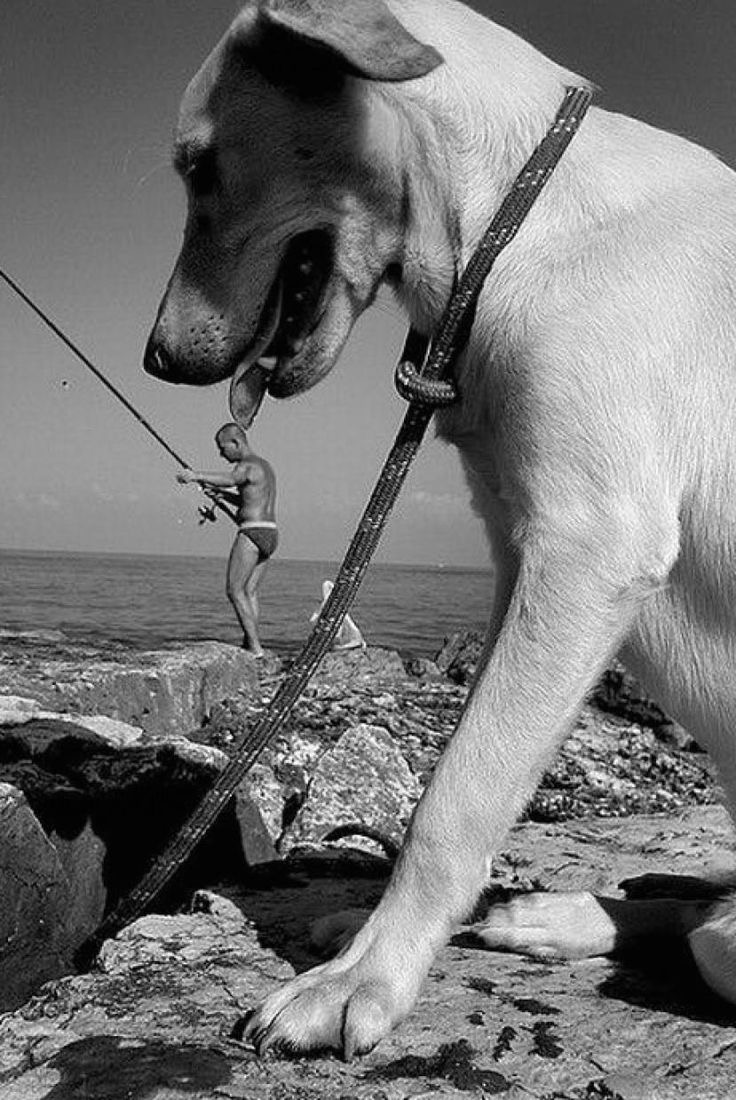 Giant Dog Licks Tiny Human: A Love Story