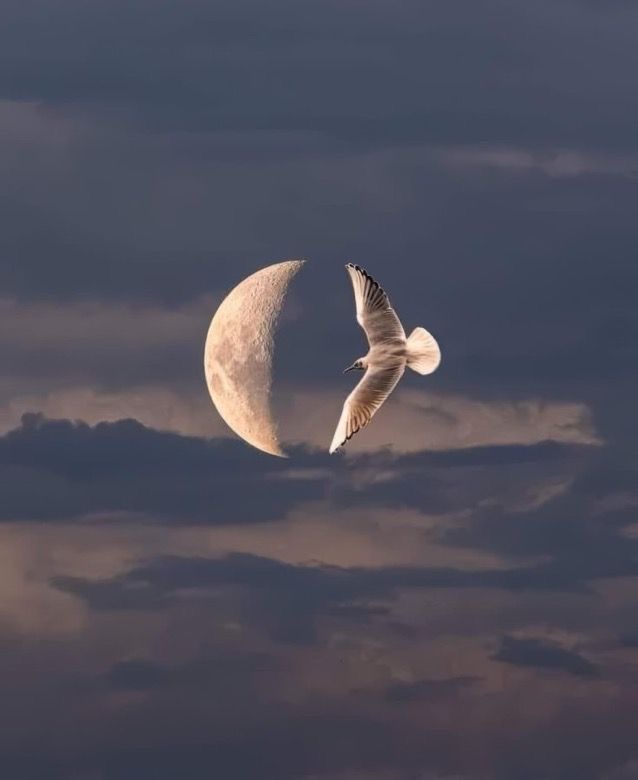 The Moon and the Bird: Together, They Are Whole
