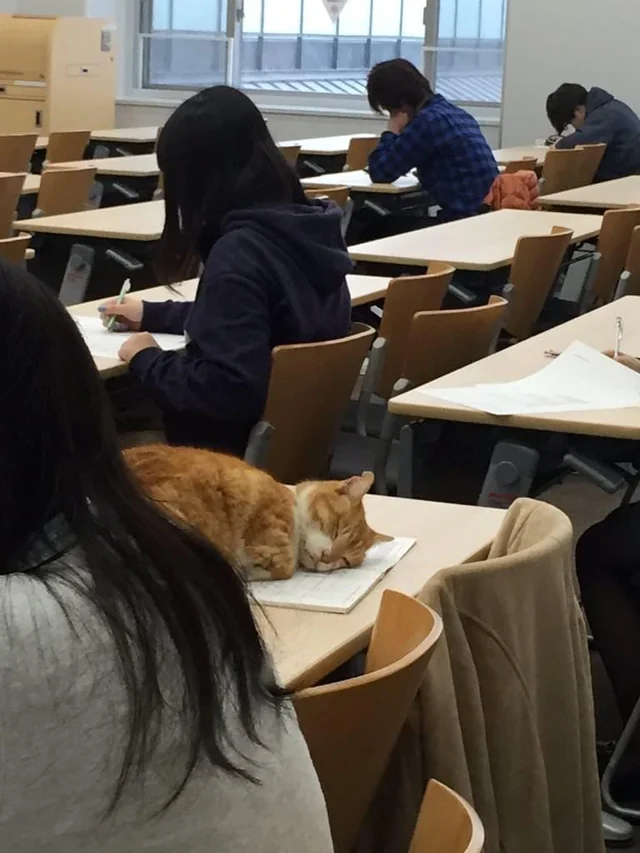 I guess I go to class with a cat now.
