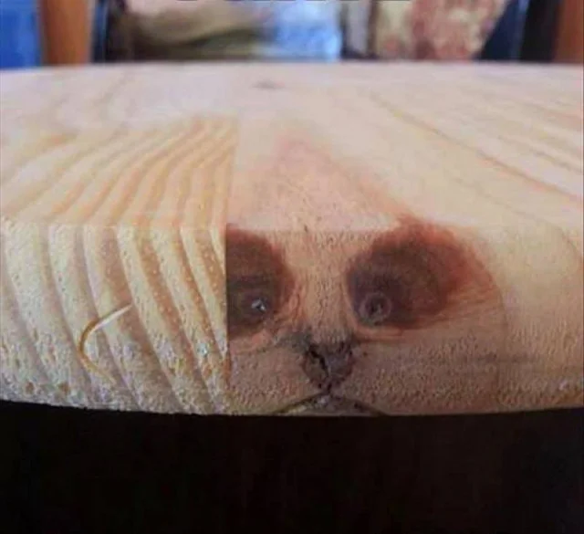 If you can be anything, be furniture.