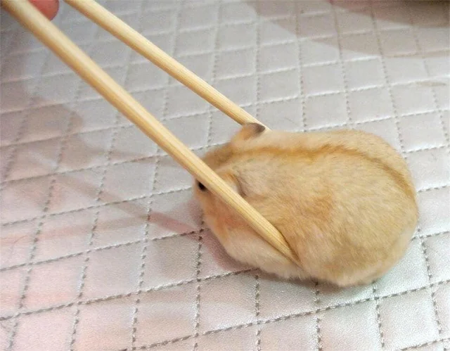 A fuzzy California Roll.