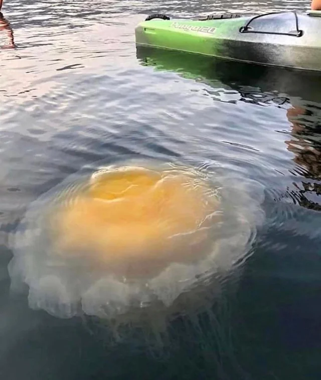 Which bird put an egg this size?