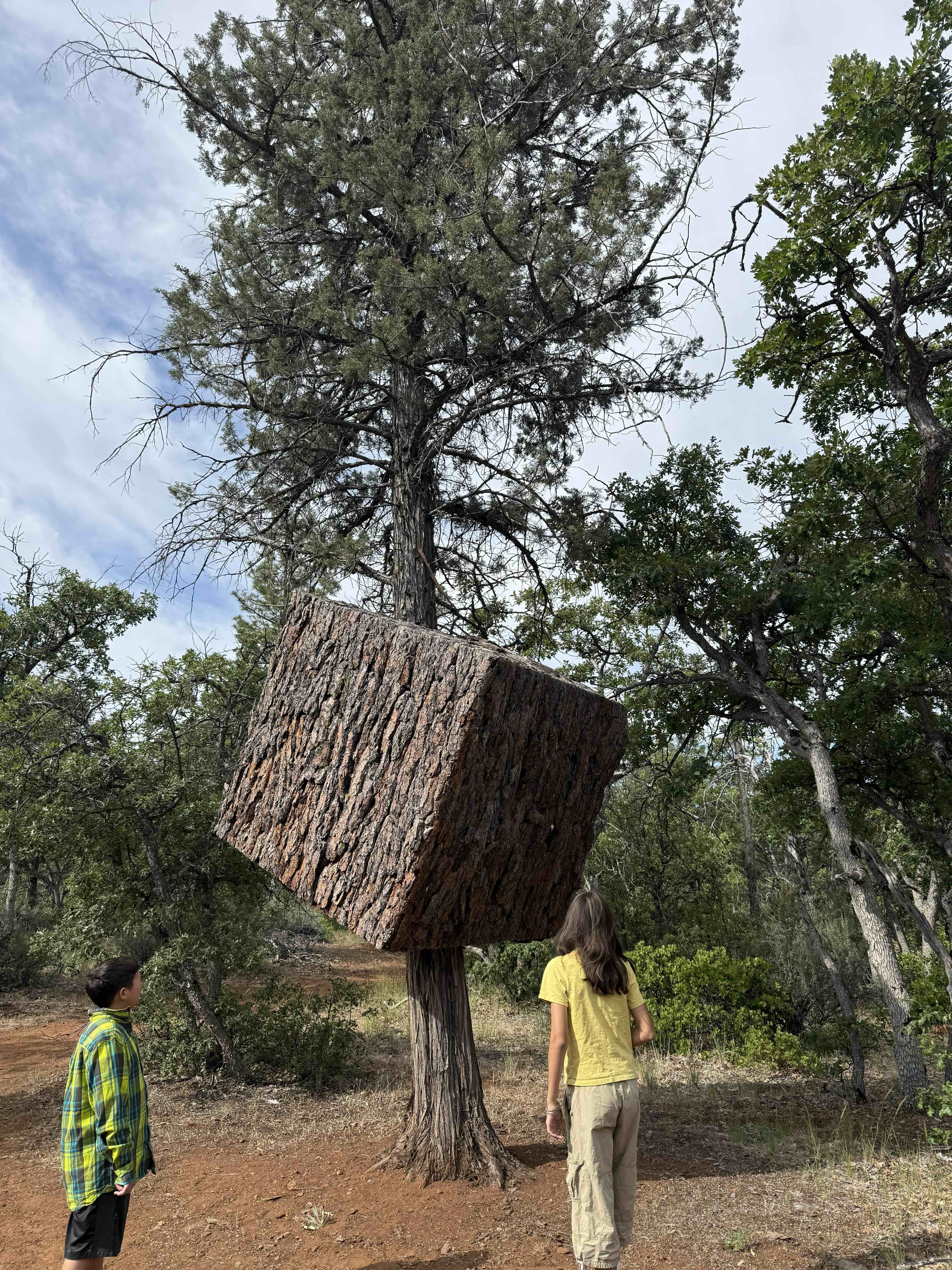 Maybe the coolest tree to ever exist.