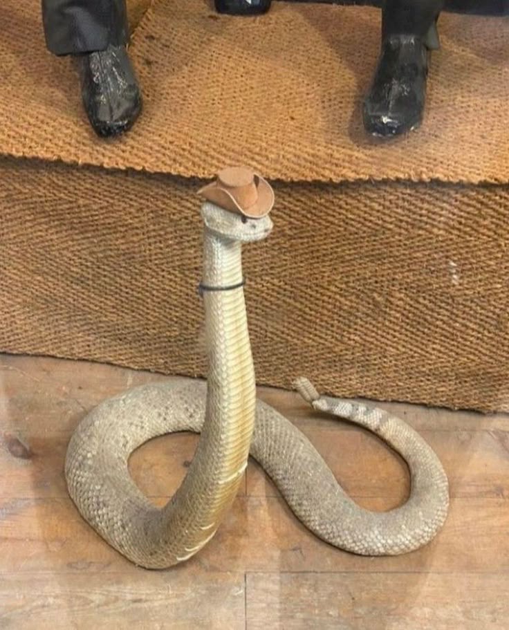 Dad vs. Venomous Snake: Dad Wins