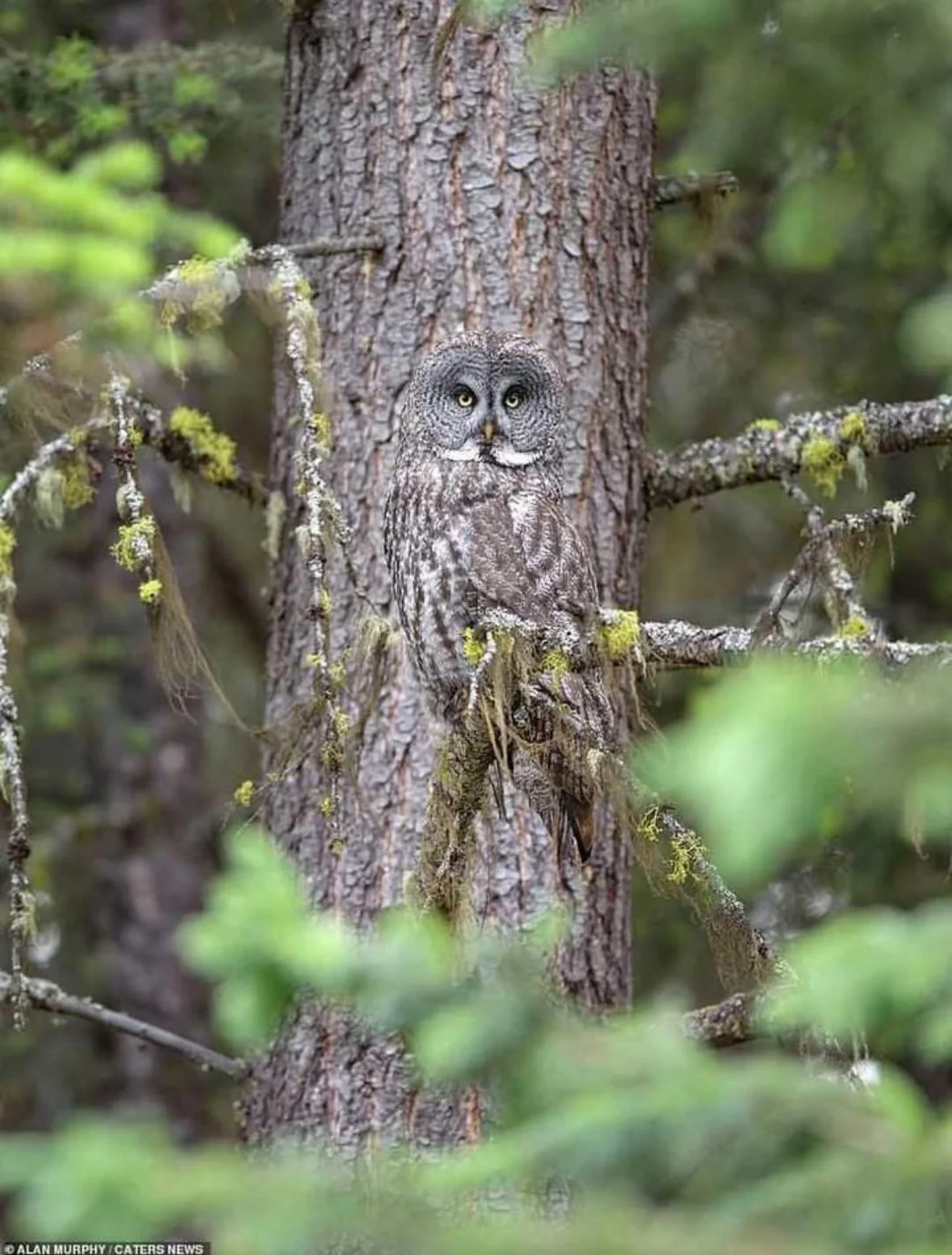 Find the owl, they said it'll be easy.