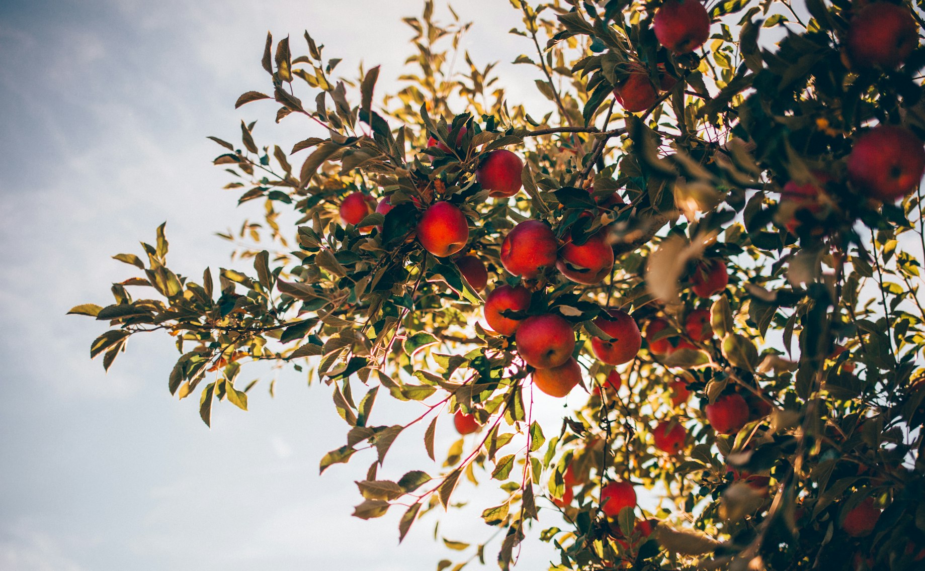 "A friend was arrested for trespassing and theft after hopping a garden wall to grab a few apples from someone’s tree. An off-duty officer saw him and called it in."