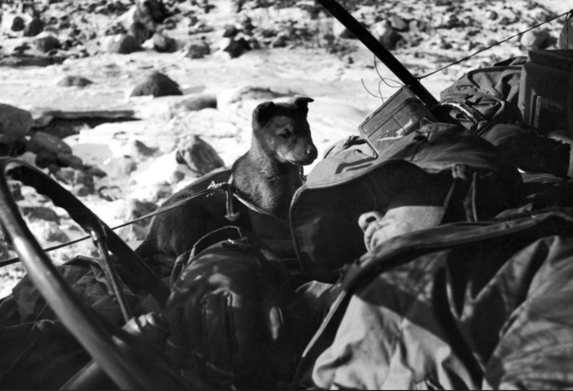 A Marine, a Jeep, and a Puppy