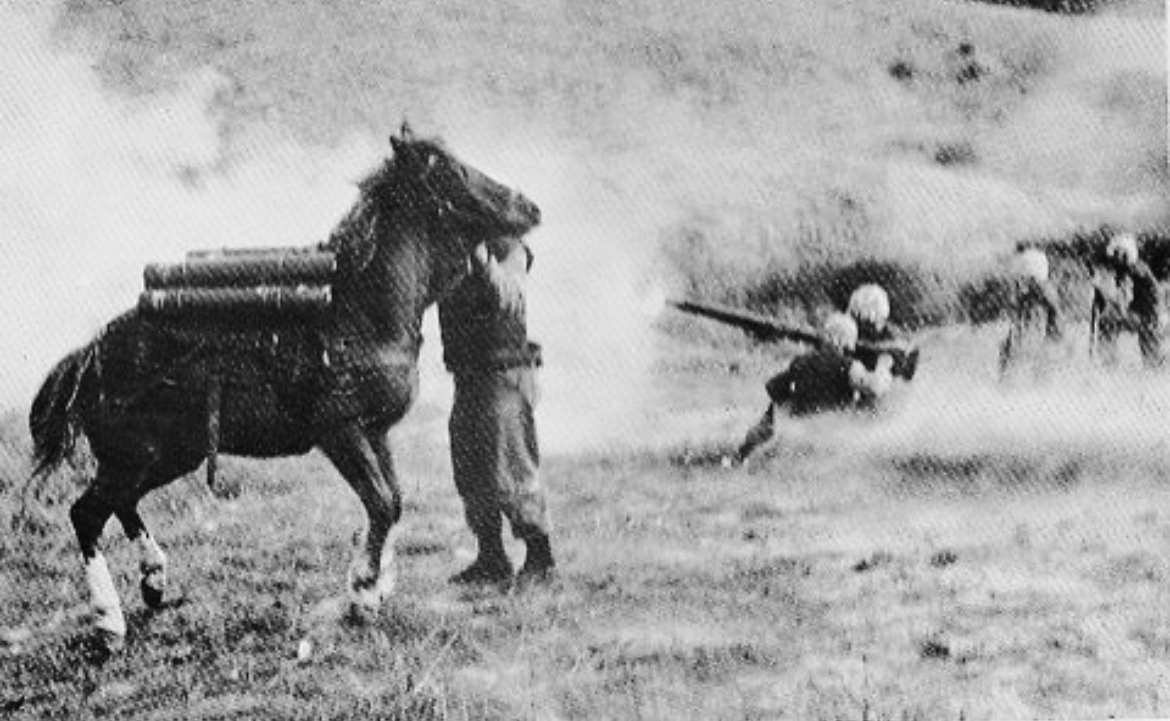 Meet Sgt. Reckless: The War Horse Hero