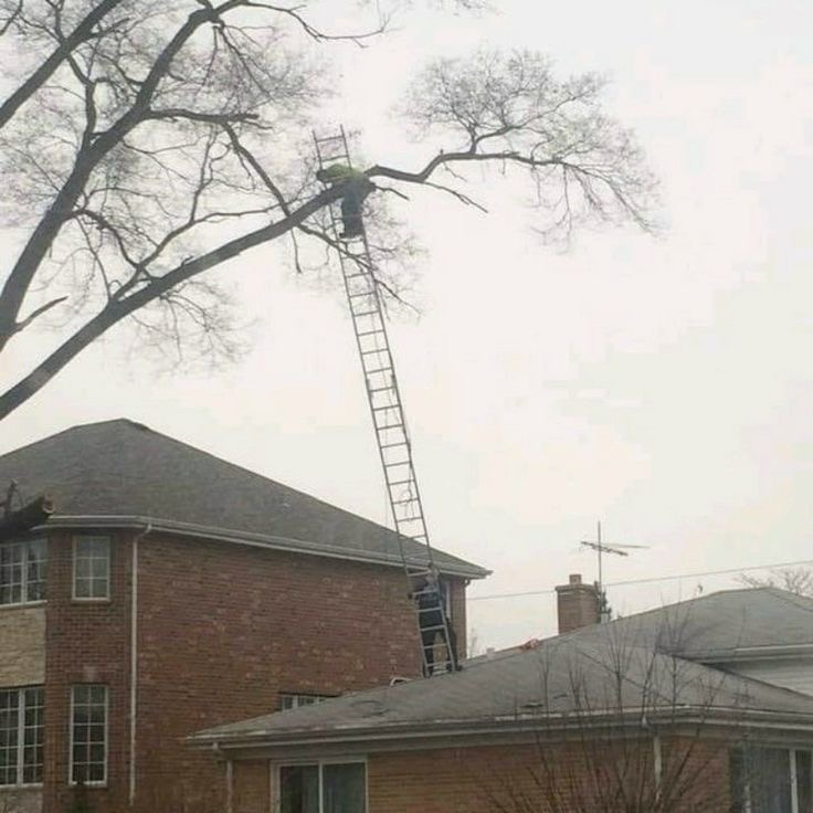 Top of the Roof, Bottom of the IQ Chart