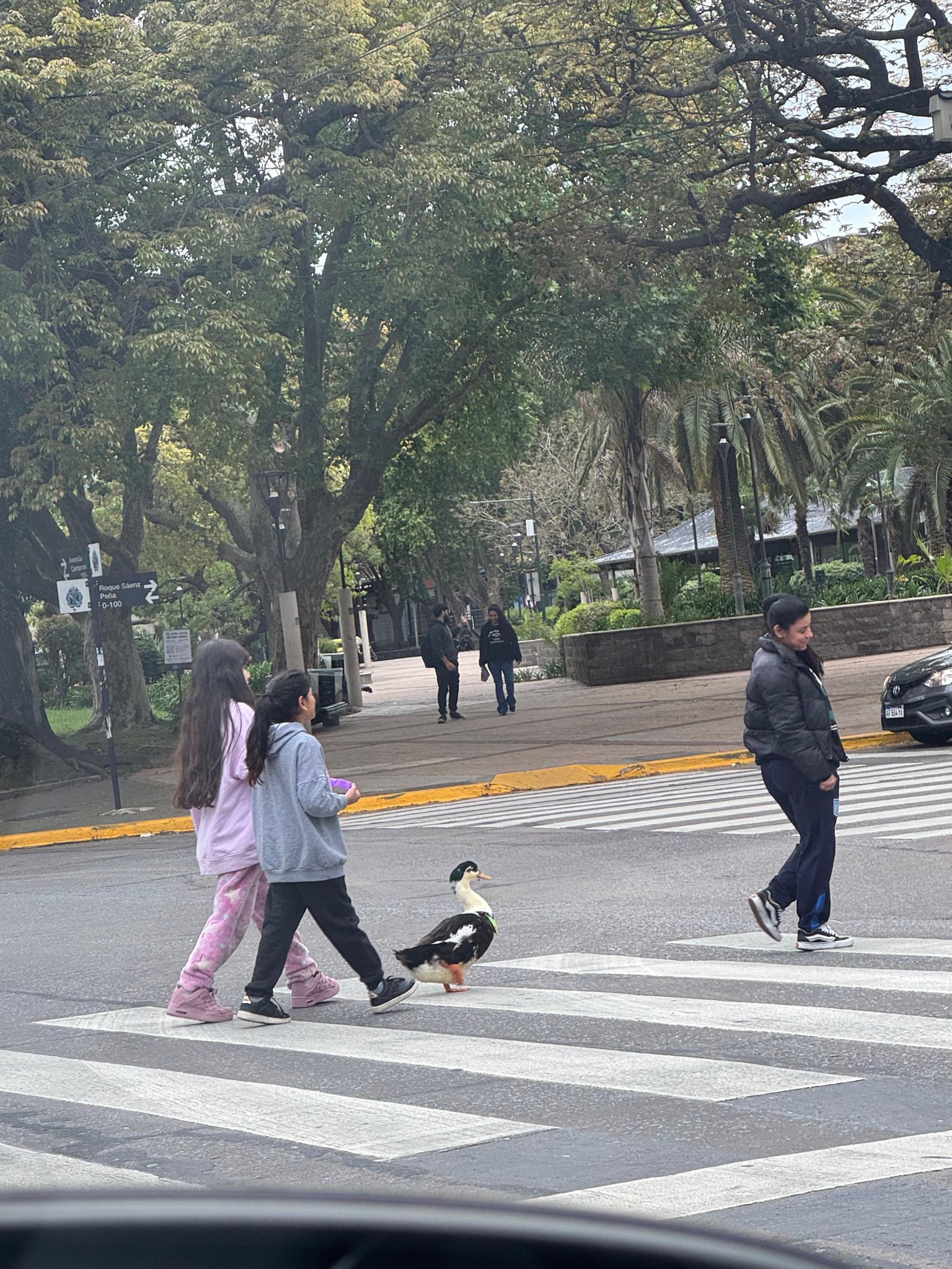 Who has a pet duck these days?