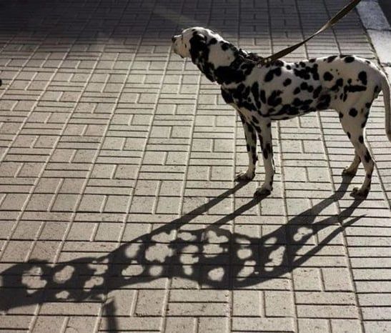 Even his shadow is confused.