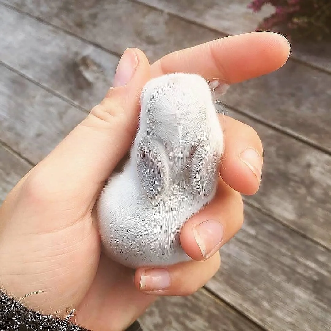 A handful of bunny.
