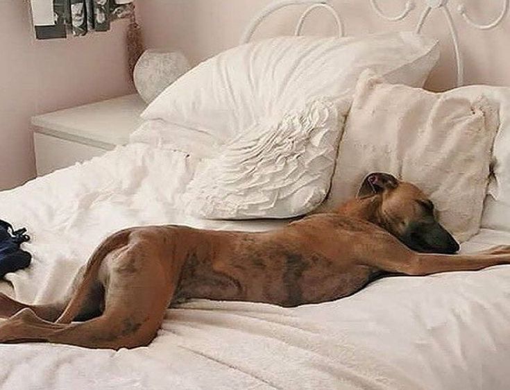 Horizontal, Existential, Fluffy