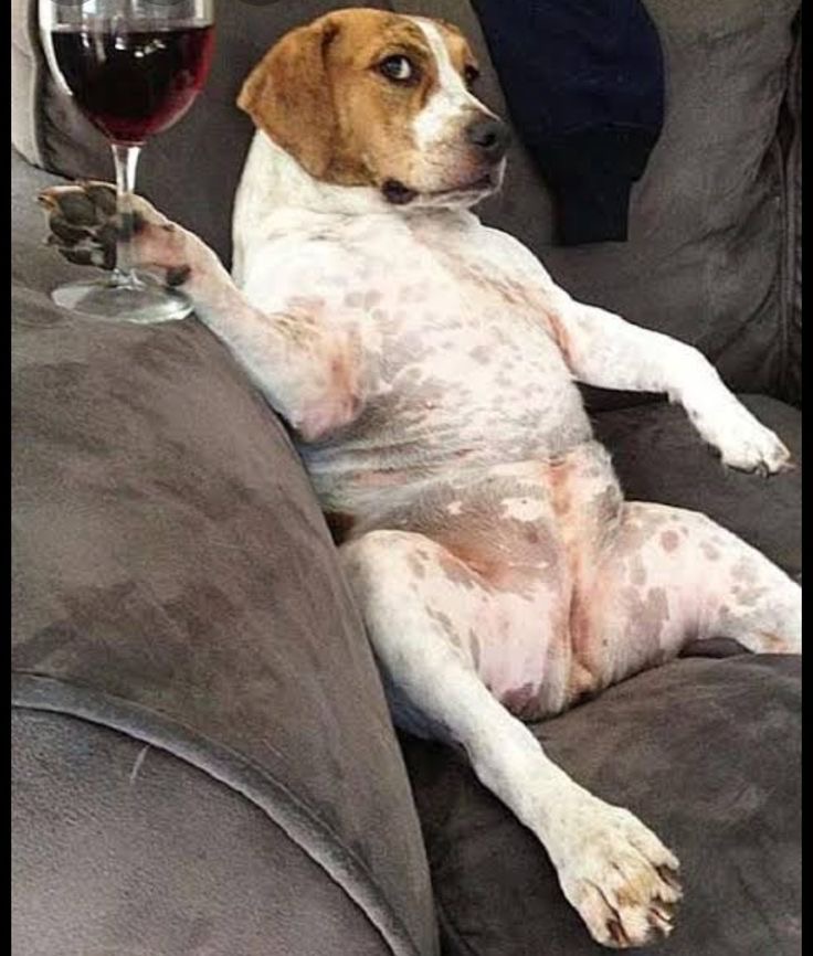 Cabernet & Canine Vibes