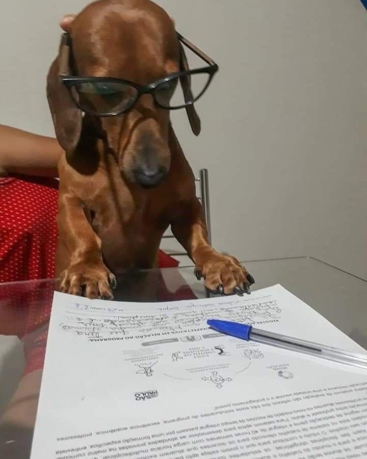 Study Paws-itively Hard