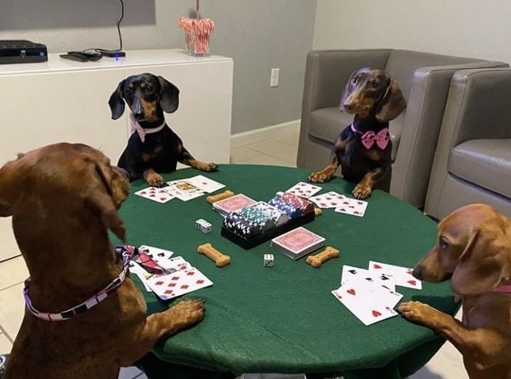 Barking Up the Right Cards
