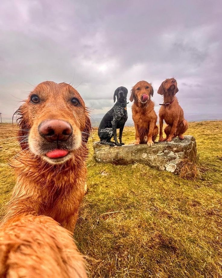 Selfie King, Tongue Out Royalty