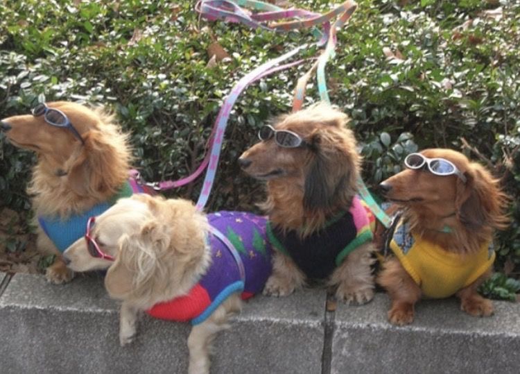 Too Cool For The Leash