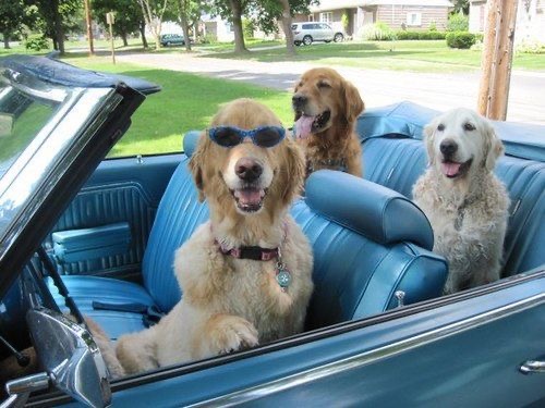 The Fast and the Fur-ious