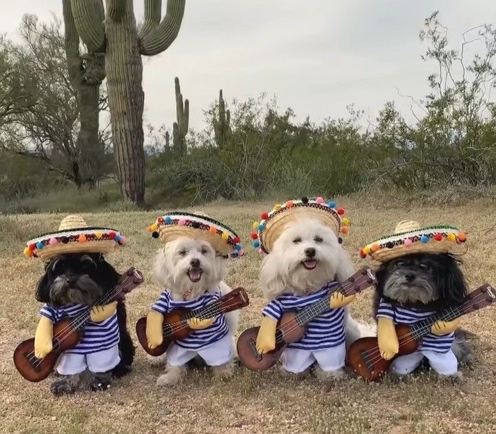 The Canine Quartet