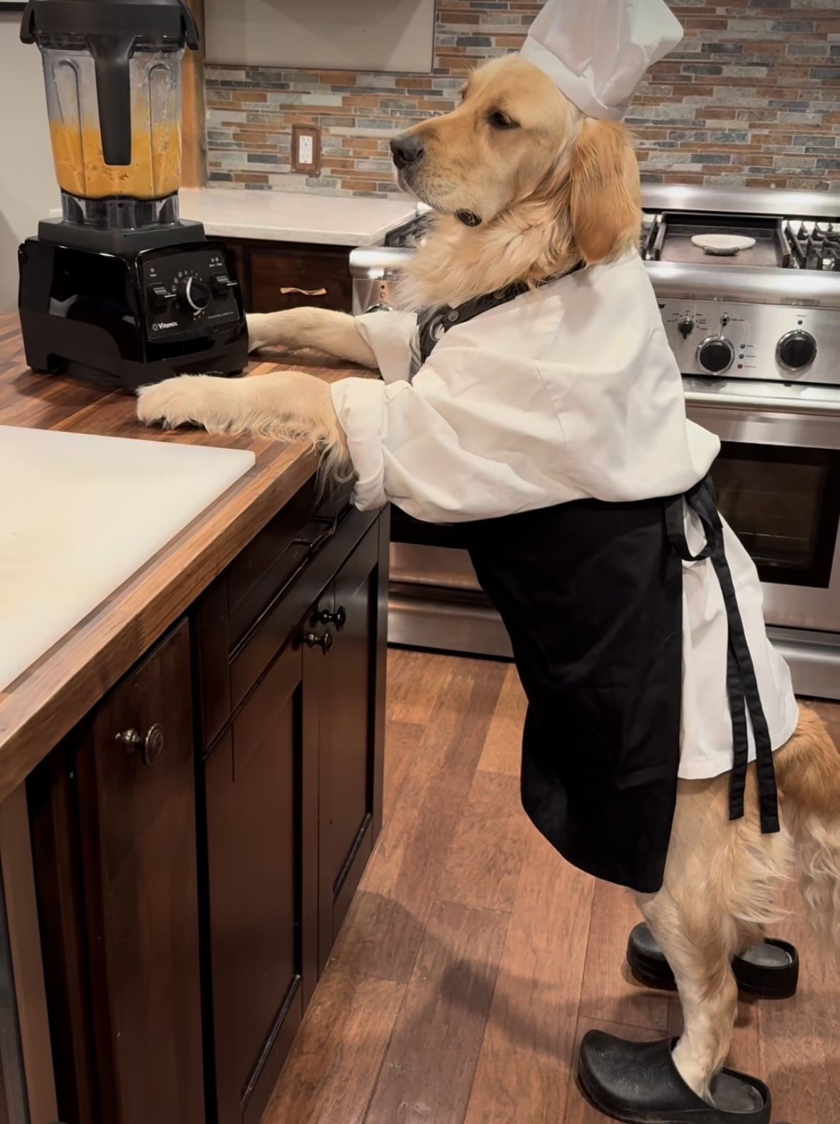 Kitchen Confidential (Canine Edition)