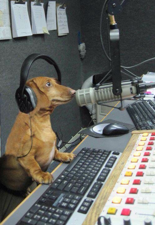 Dog-on-the-Air