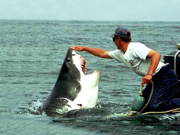 Real Men Pet Sharks Mid-Jump