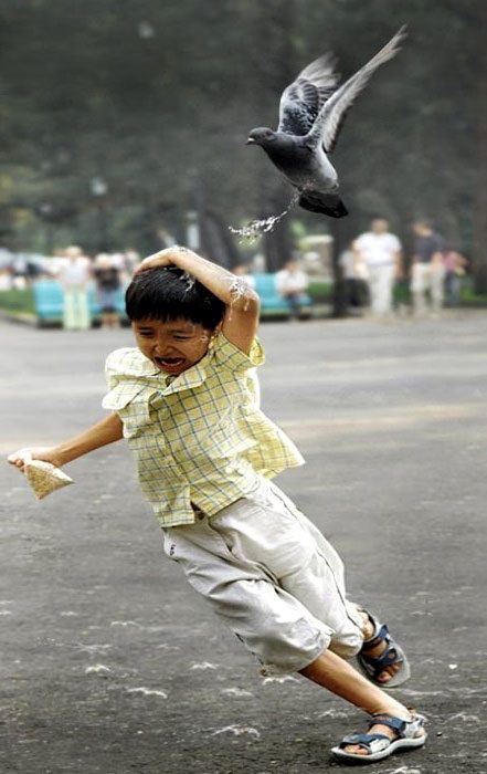 Chased by the Bad Dove